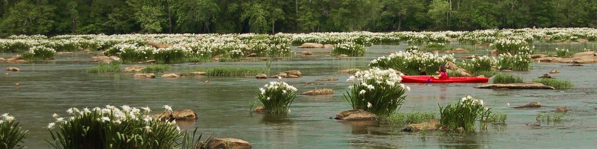 Once a year on this short stretch of the Catawba River, the spider lilies come into bloom. It's a great thing to see, especially if you can do it by kayak or canoe. #spiderlilies #landsfordcanal #green