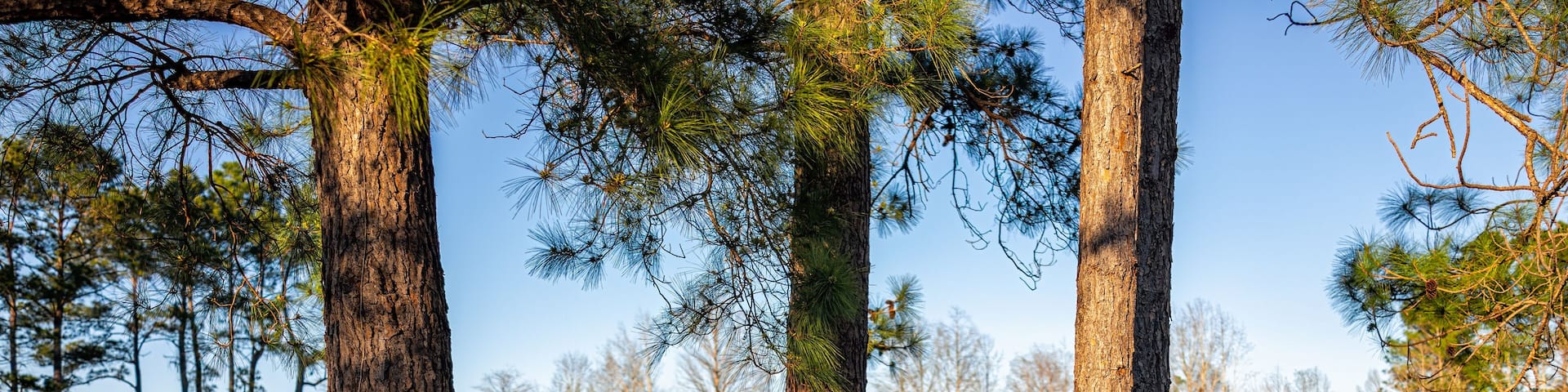 Eutawville, South Carolina sunset near Lake Marion with empty hammock on pine trees overlooking water landscape view at Fountain lake in spring evening with nobody