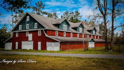 Big Red Barn c. 1928
This huge three-story Dutch Colonial design barn featured an elevator as well as a three-story incline drive up ramp to utilize the third floor. In the 1930's, it housed required farm animals, mainly mules, to pull the heavy farming equipment. The original lightning rod system along the roof ridge is still intact. In 1970, the state highway department moved the location of the U.S. Highway 501 rather than cut 28 feet off the barn.