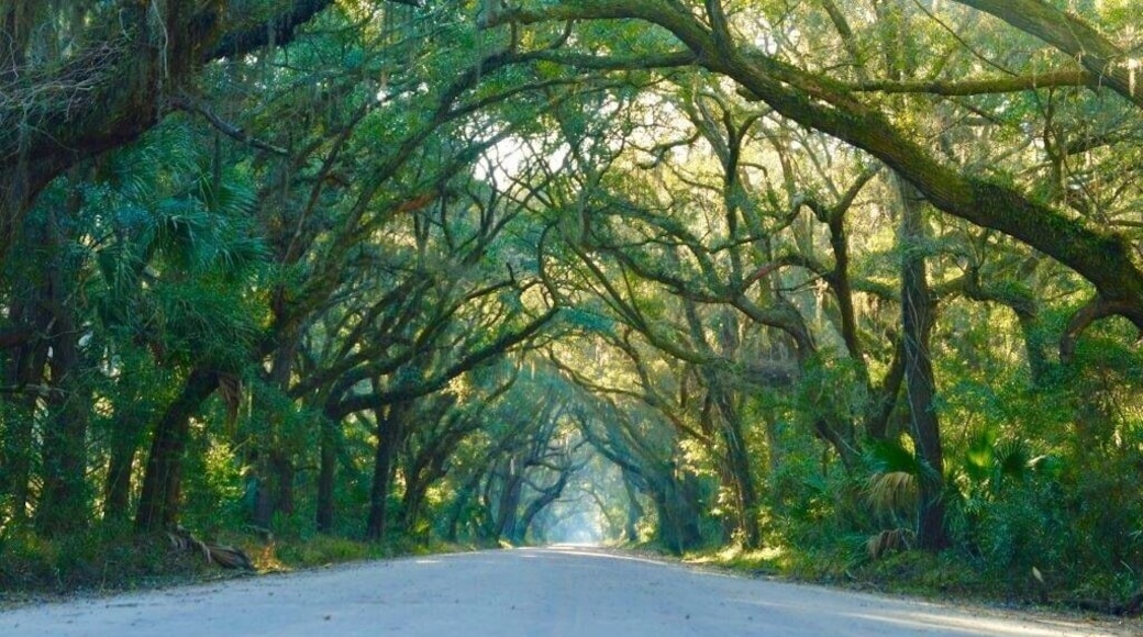 Recent vacation to Edisto Beach, SC