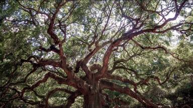 The Angel Oak Tree
