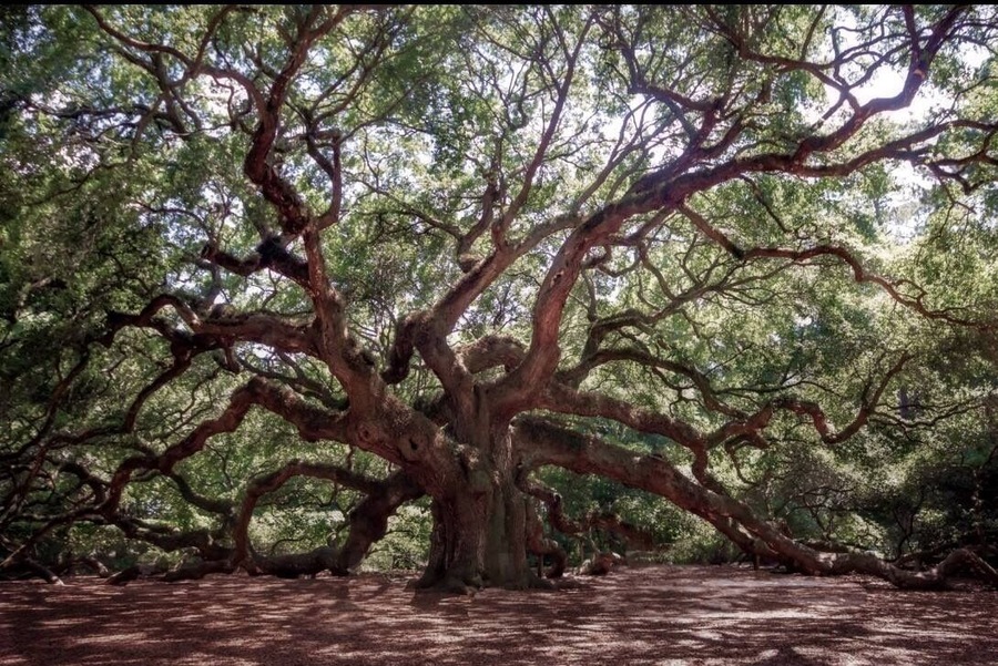 The Angel Oak Tree