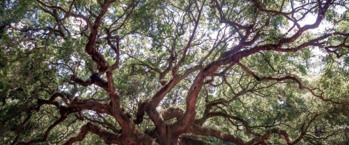 The Angel Oak Tree