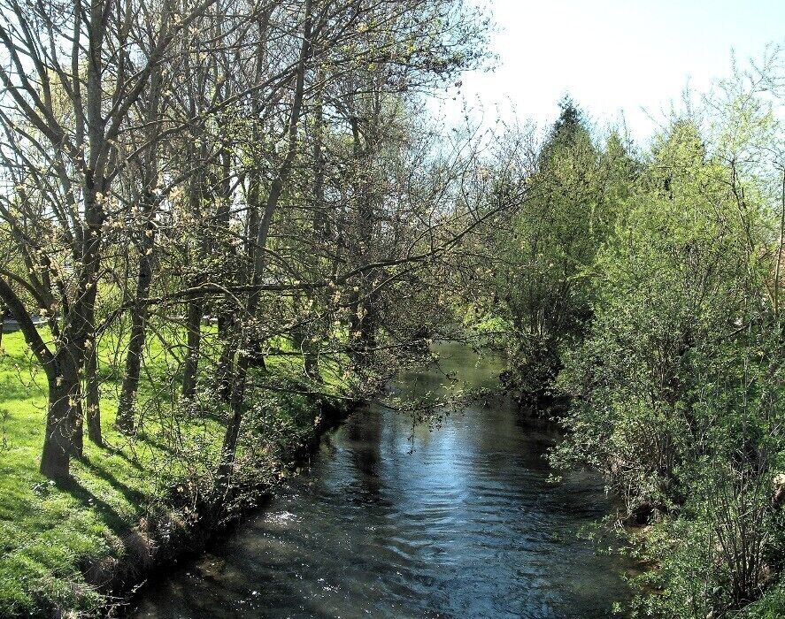 A narrow river with dense foliage on both sides.