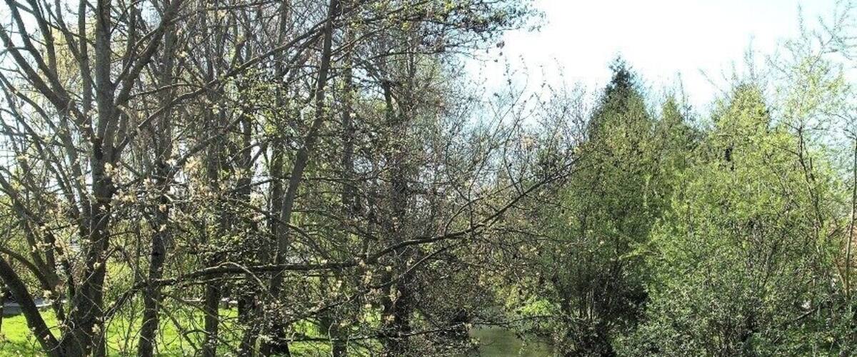 A narrow river with dense foliage on both sides.