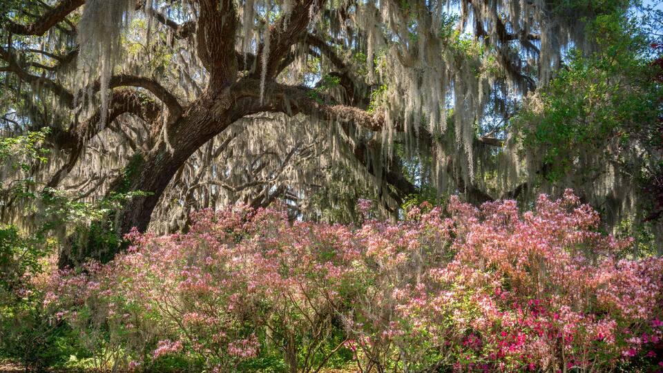 A large tree with Spanish moss and pink flowering bushes.