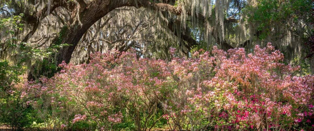 A large tree with Spanish moss and pink flowering bushes.