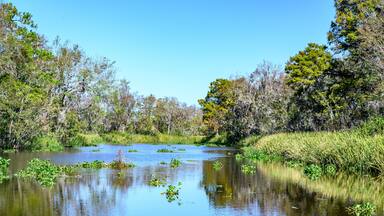 Un río tranquilo rodeado de árboles y abundante vegetación.
