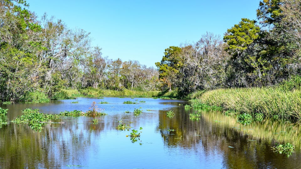 A calm river surrounded by dense trees and greenery.