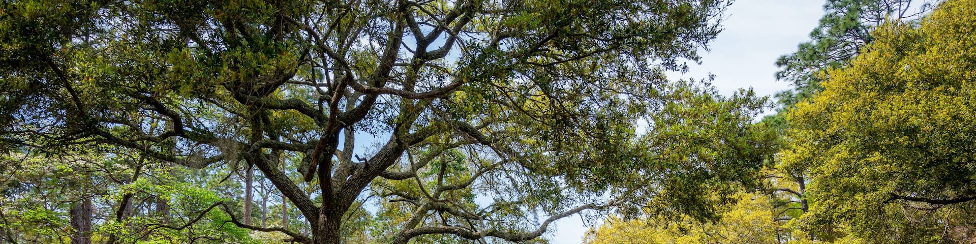 Spring blooming Azalea in South Carolina