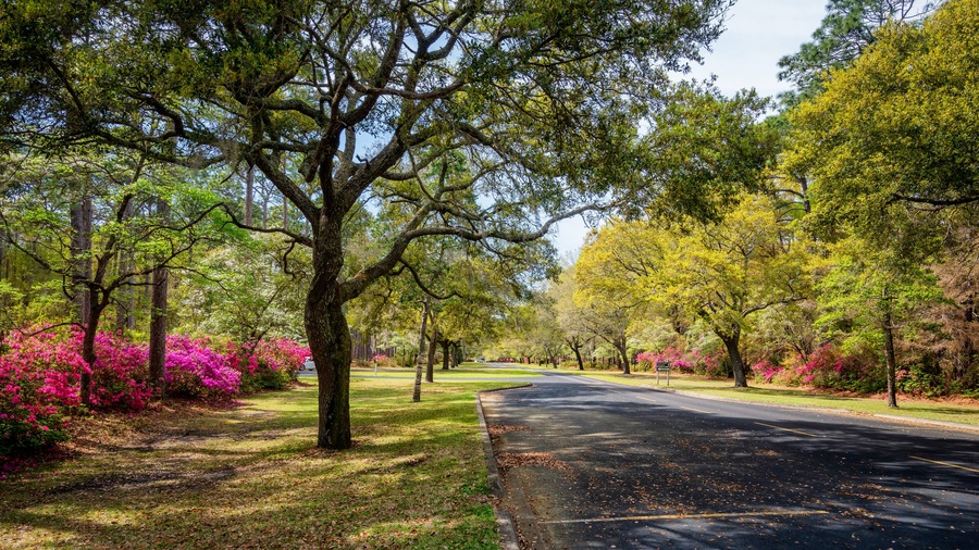 Spring blooming Azalea in South Carolina