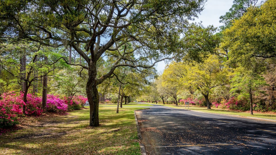 A tree-lined street with vibrant pink azaleas and a clear road.