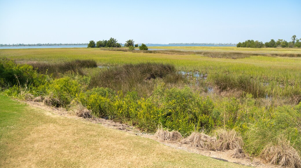 Looking across wetlands of South Carolina Low Country at Cooper River near Charleston
