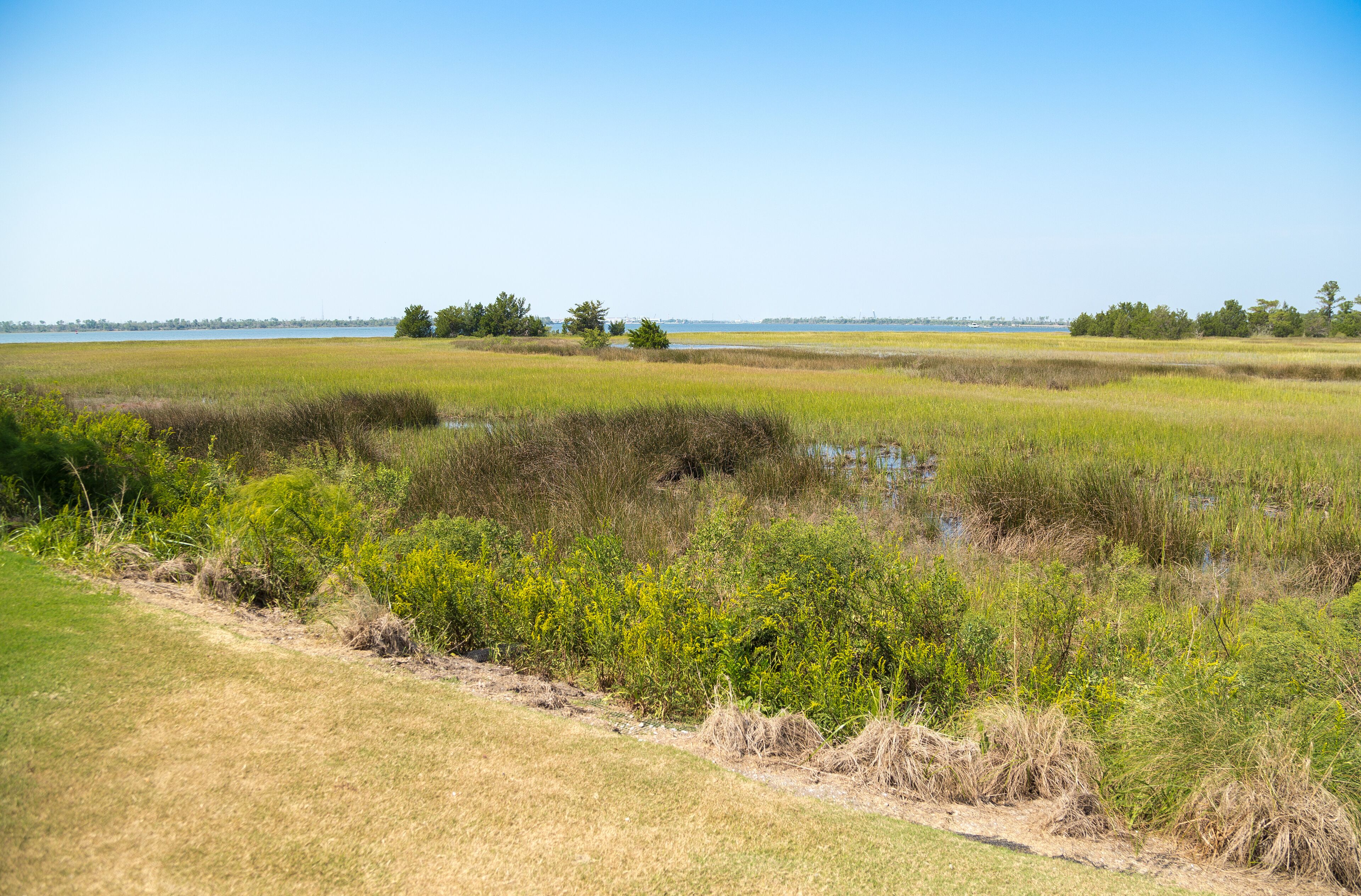 A coastal wetland with grassy areas, dense shrubs, and a clear blue sky.