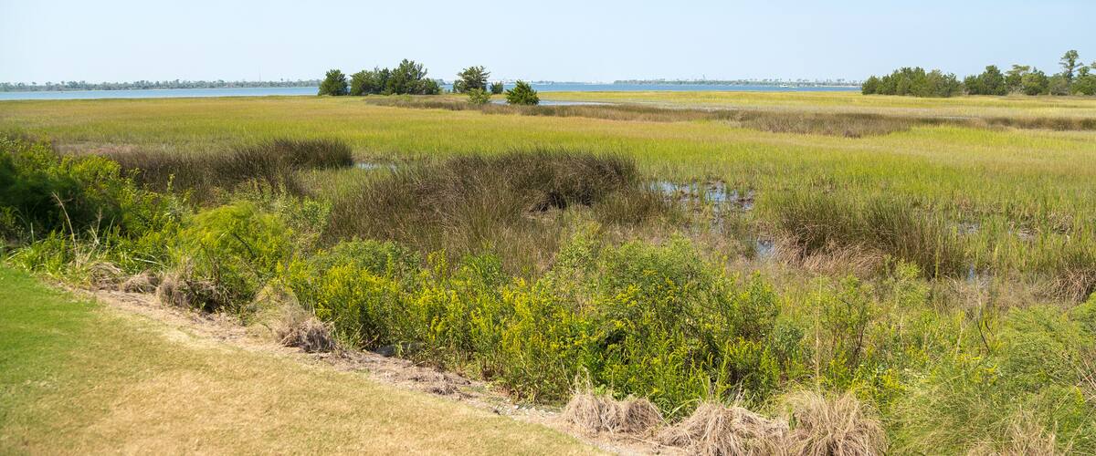 A coastal wetland with grassy areas, dense shrubs, and a clear blue sky.