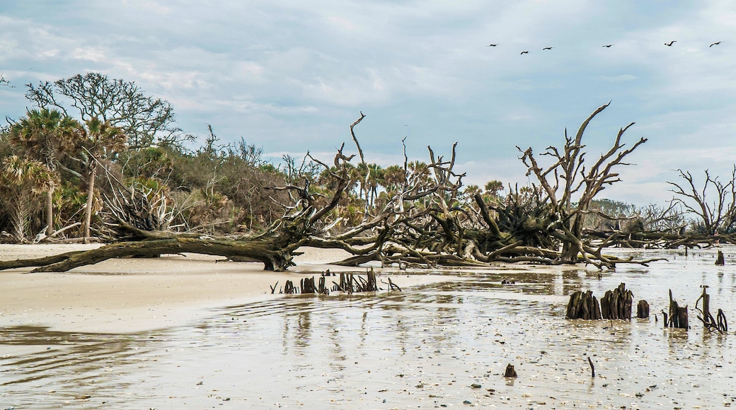 ジャクソンボロ
