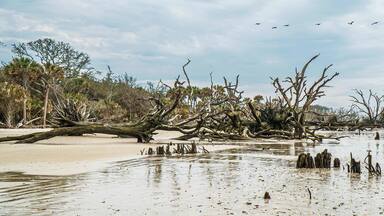 Botnay Bay - A beach full of life and death