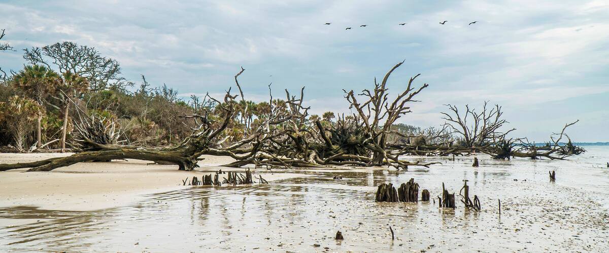 A beach with fallen trees and a sandy shore.