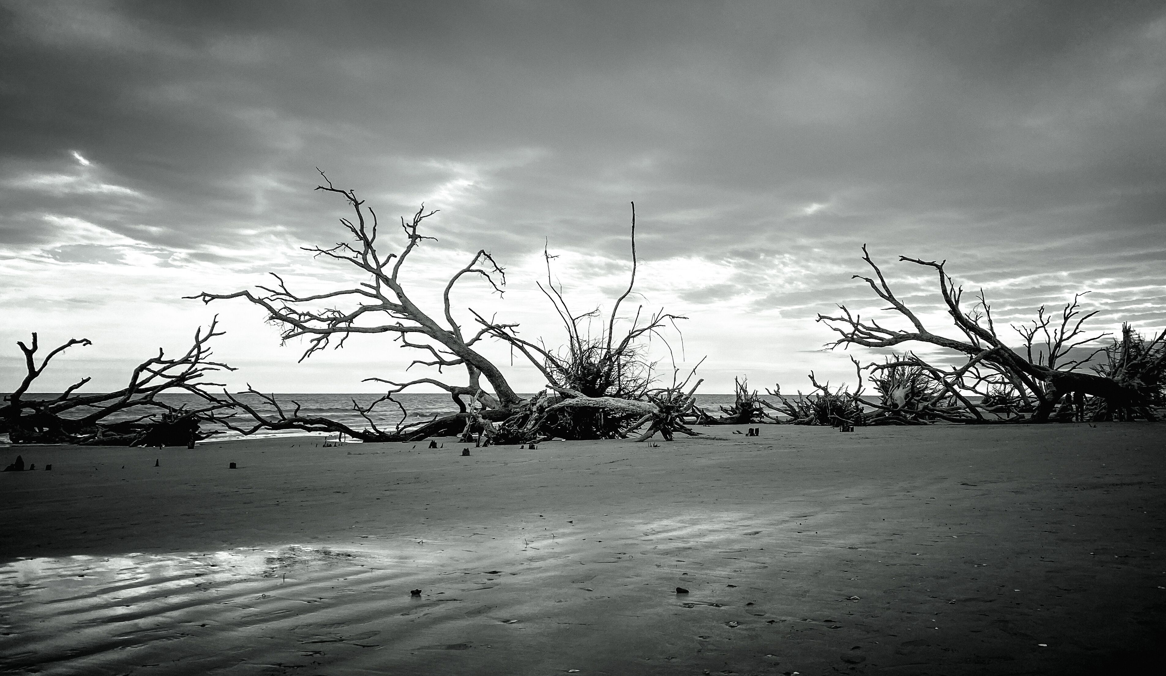 ジャクソンボロ