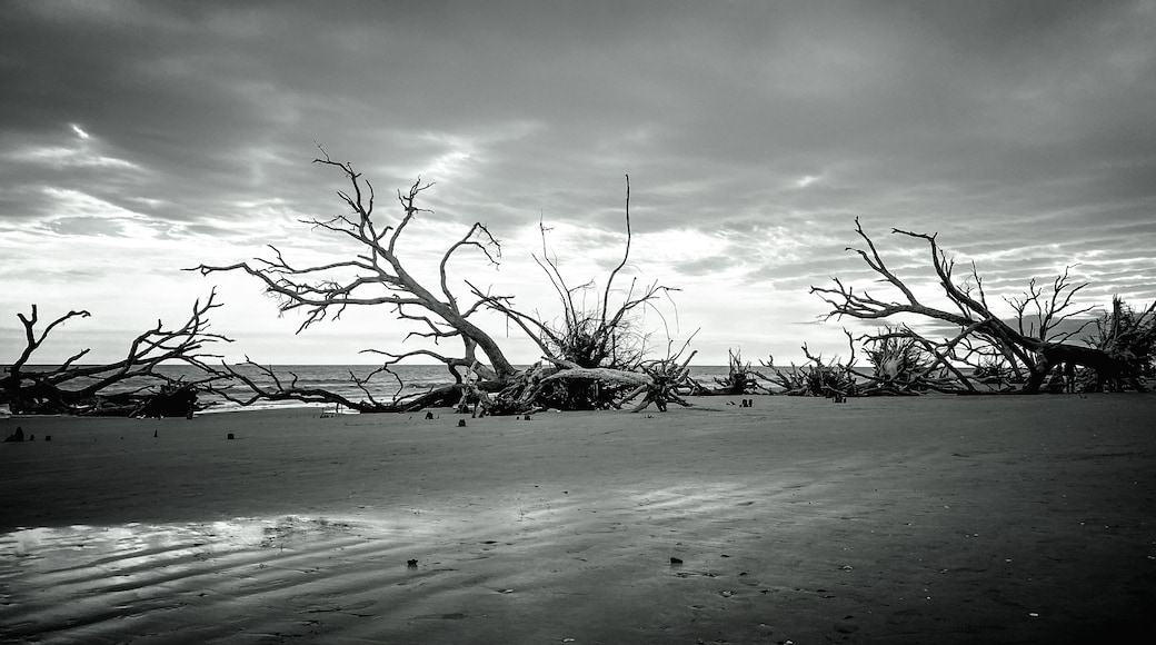 ジャクソンボロ