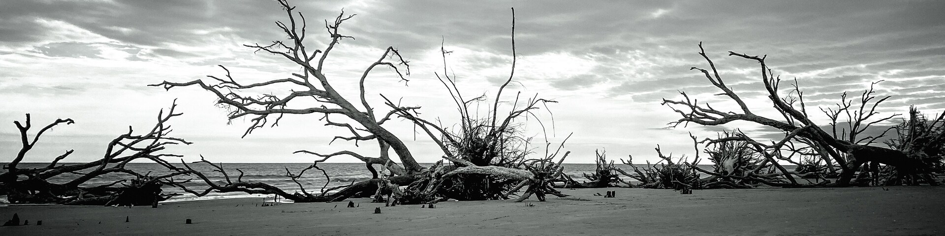 Uma praia com árvores caídas e céu nublado.