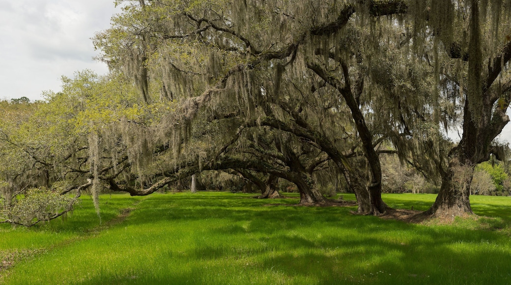 ジャクソンボロ