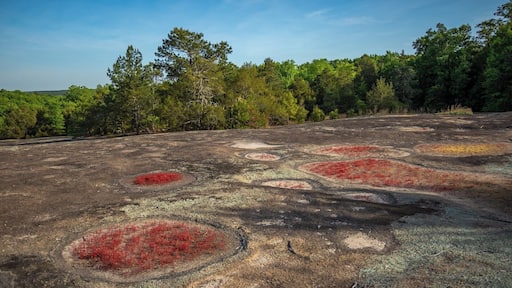 A very cool place in South Carolina that has a lot of unique plants. It also has a large beaver pond that is just bursting with wildlife. For a video guide of this area, please visit: https://www.hdcarolina.com/episode/forty-acre-rock