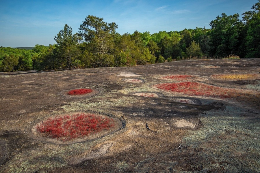 A very cool place in South Carolina that has a lot of unique plants. It also has a large beaver pond that is just bursting with wildlife. For a video guide of this area, please visit: https://www.hdcarolina.com/episode/forty-acre-rock