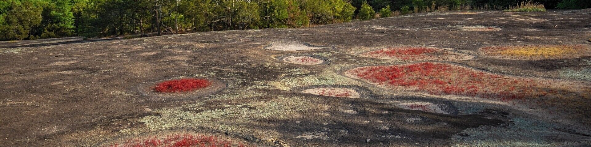 A very cool place in South Carolina that has a lot of unique plants.  It also has a large beaver pond that is just bursting with wildlife.  For a video guide of this area, please visit:  https://www.hdcarolina.com/episode/forty-acre-rock