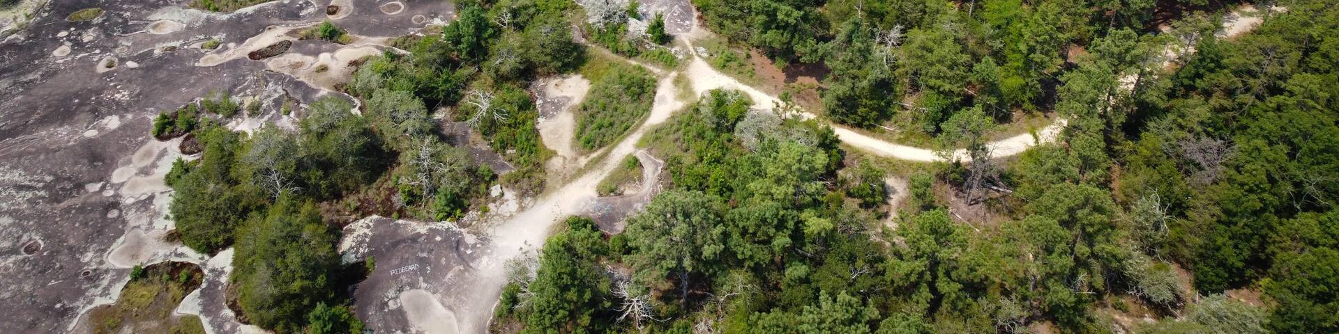 A dense forest with a winding dirt path and rocky outcrops.