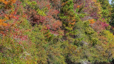 Vertical of a lake surrounded by autumn trees at Cheraw State Park in Chesterfield, South Carolina