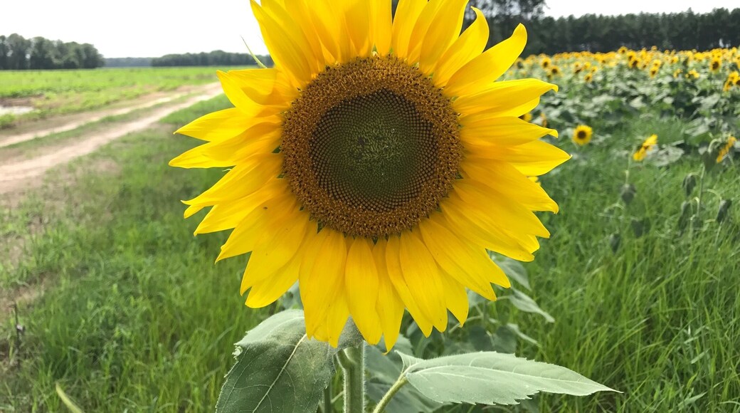 Somewhere in rural South Carolina off a back road to my hometown. Saw the sunflower field and had to stop.