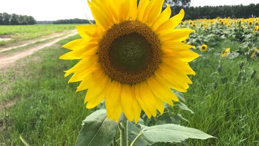 Somewhere in rural South Carolina off a back road to my hometown. Saw the sunflower field and had to stop.