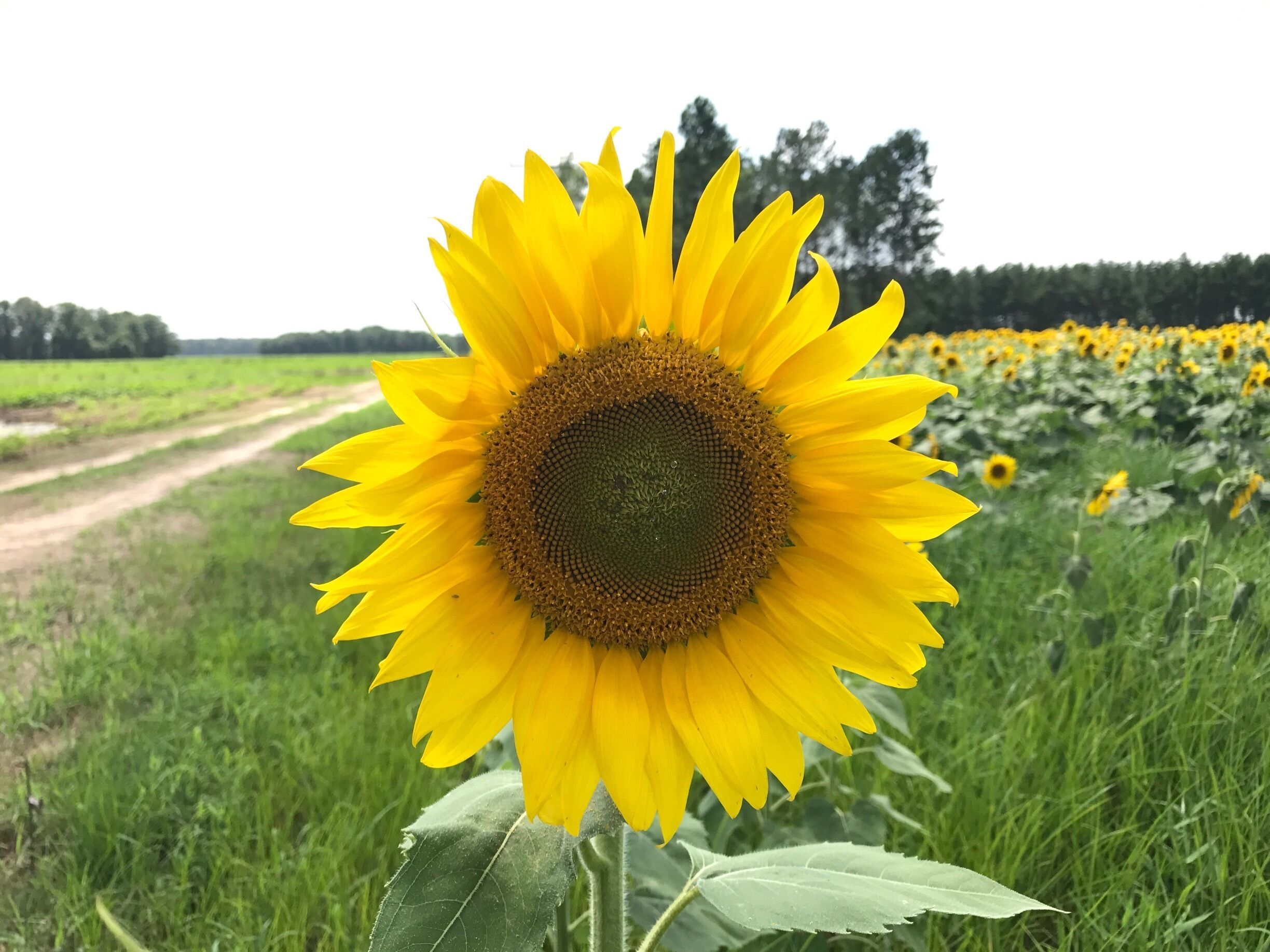 A sunflower in a field with a dirt path and trees in the background.