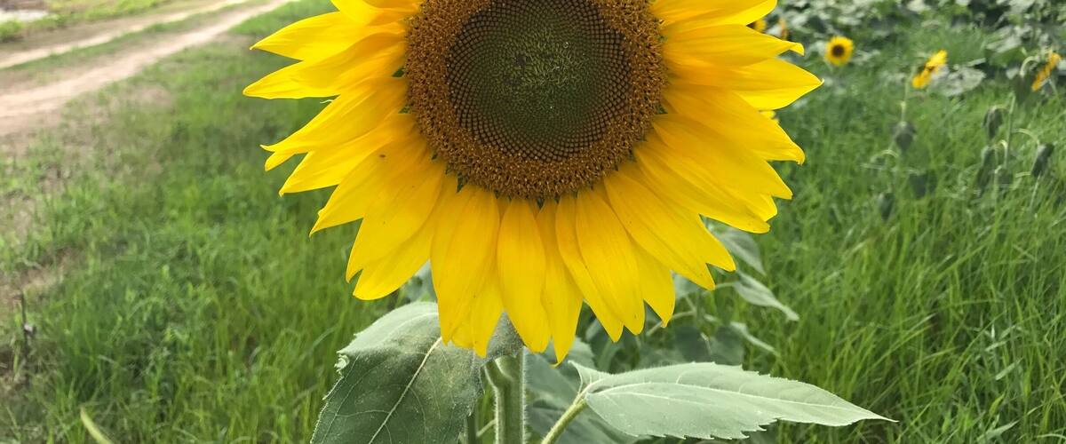 A sunflower in a field with a dirt path and trees in the background.