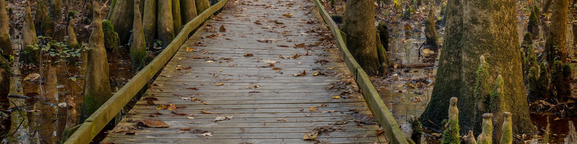 Congaree National Park in South Carolina