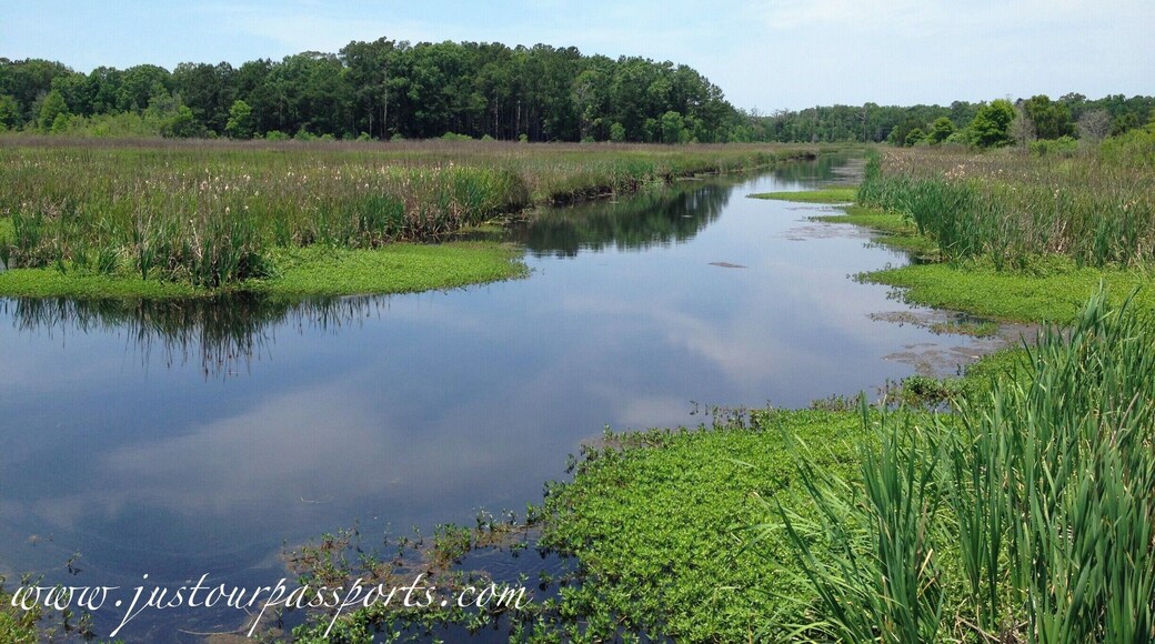 Outside of Charleston is the Caw Caw Nature Preserve. It was a rice plantation that is now open to the public with walking trails, benches, and an information center. There is an abundance of wildlife including alligators, snakes, and birds. We did not see any gators when we were there but we did see a few snakes and a ton of birds! Entrance to the park is either free or a dollar USD. Great place to explore!