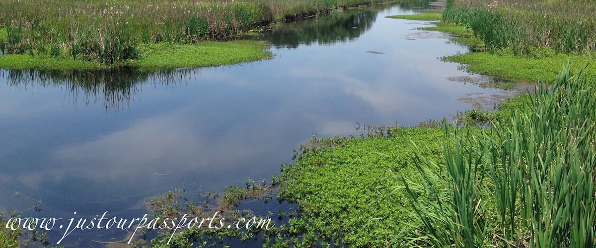 A calm river with lush greenery and trees in the background.