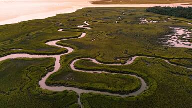 4 Egrets Flying Home For the Night