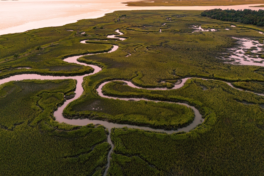 4 Egrets Flying Home For the Night