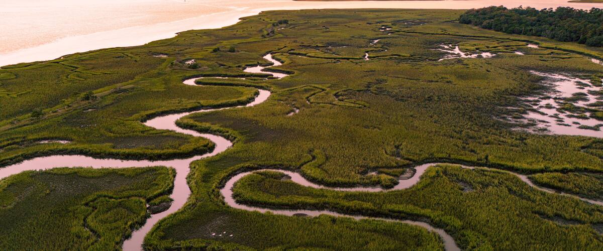 An aerial view of a coastal wetland with winding water channels and dense vegetation.