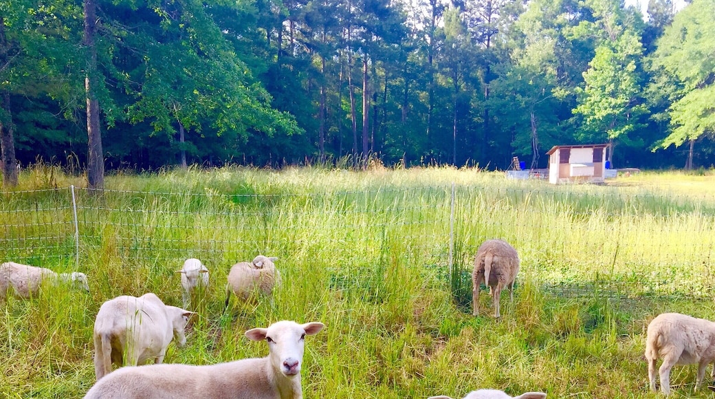 An organic local farm featuring free range sheep, pigs, chickens, ducks, quail,geese, rabbits, eggs, herbs, produce.
