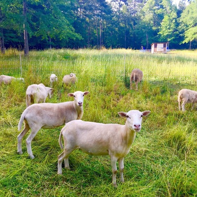 An organic local farm featuring free range sheep, pigs, chickens, ducks, quail,geese, rabbits, eggs, herbs, produce.
