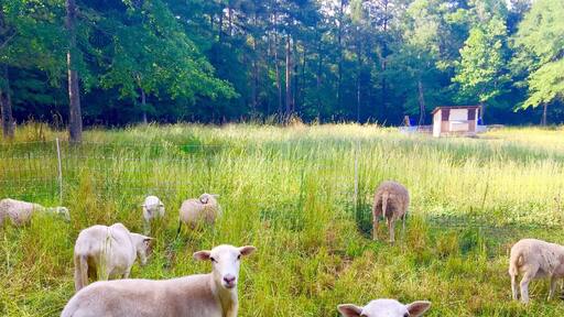 An organic local farm featuring free range sheep, pigs, chickens, ducks, quail,geese, rabbits, eggs, herbs, produce.