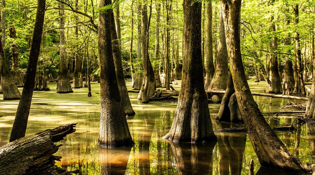Moss Covered Cypress Trees Stand Tall in A Dark Marsh Of Congaree