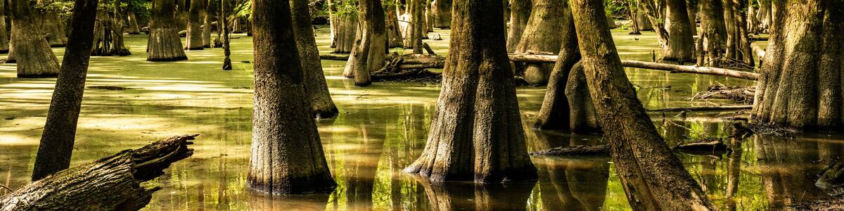 Moss Covered Cypress Trees Stand Tall in A Dark Marsh Of Congaree