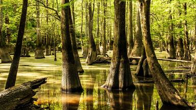 Moss Covered Cypress Trees Stand Tall in A Dark Marsh Of Congaree