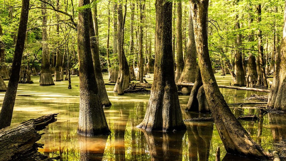 A swamp with tall trees and water reflecting the greenery.