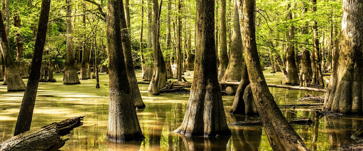 A swamp with tall trees and water reflecting the greenery.
