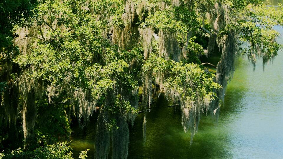 Spanish moss hanging in the trees above the Saluda river in South Carolina.